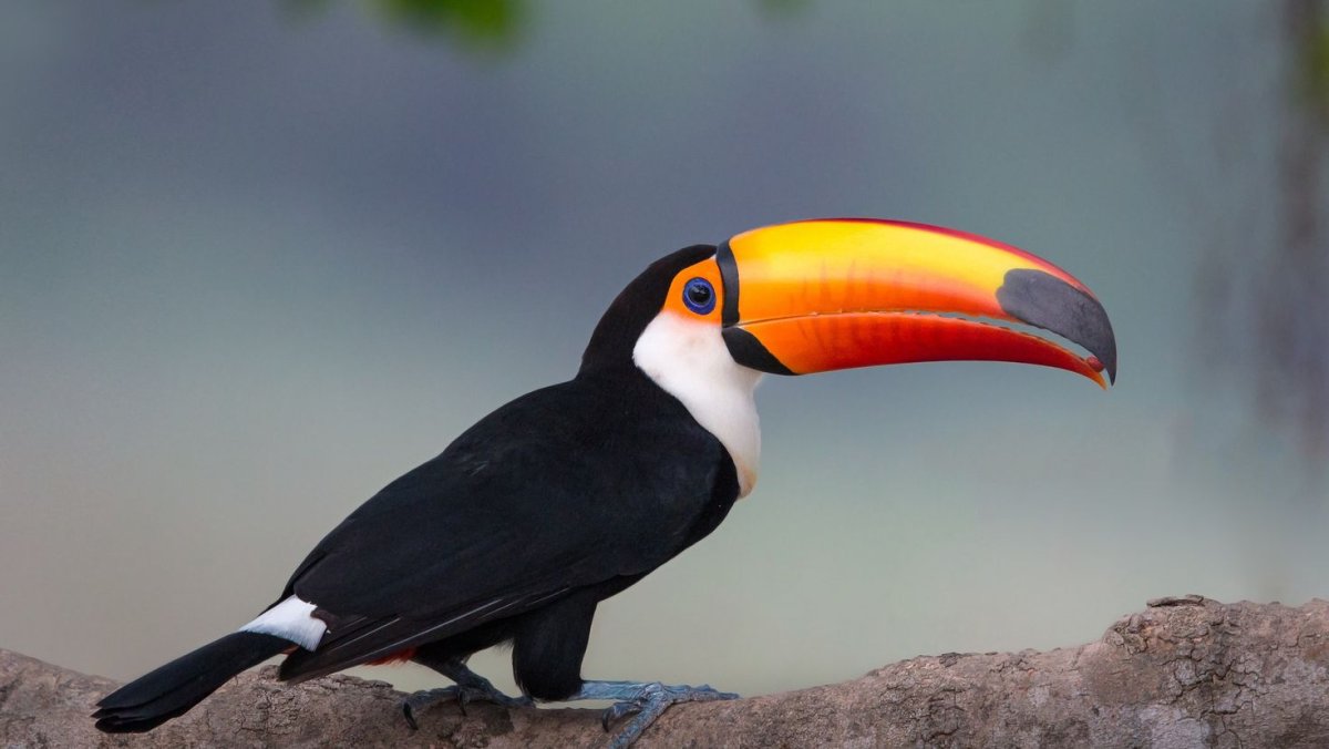 Синеклювый Тукан