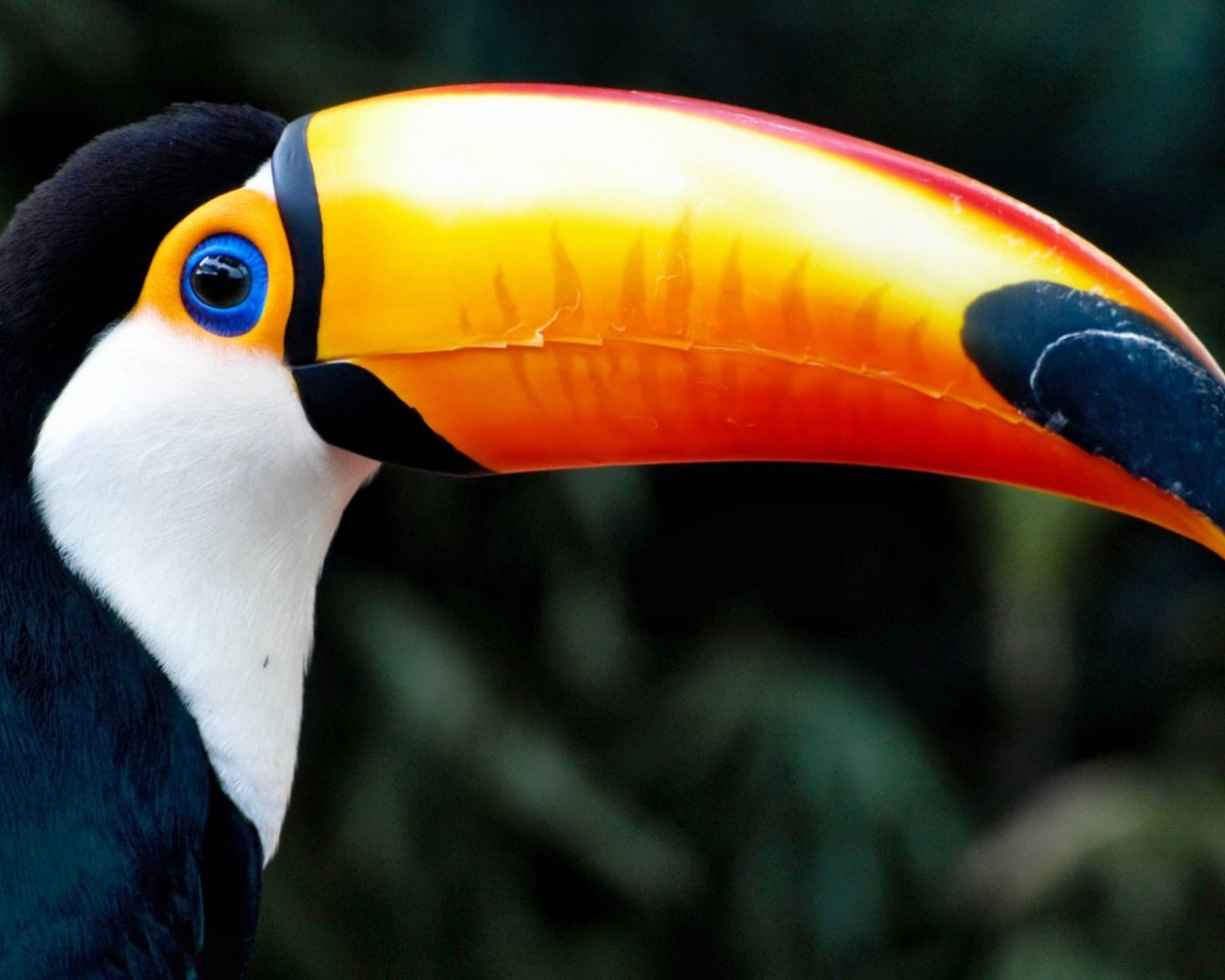 Тропические попугаи с большим клювом