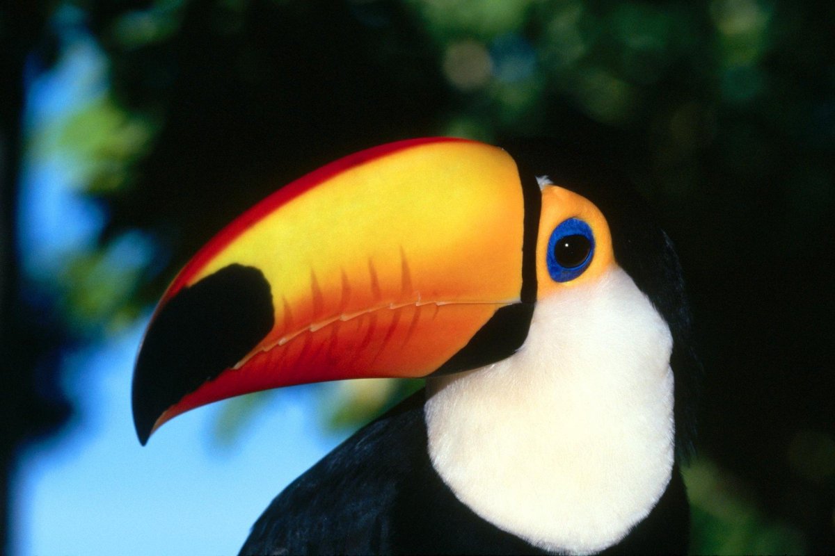 Лимонногорлый Тукан