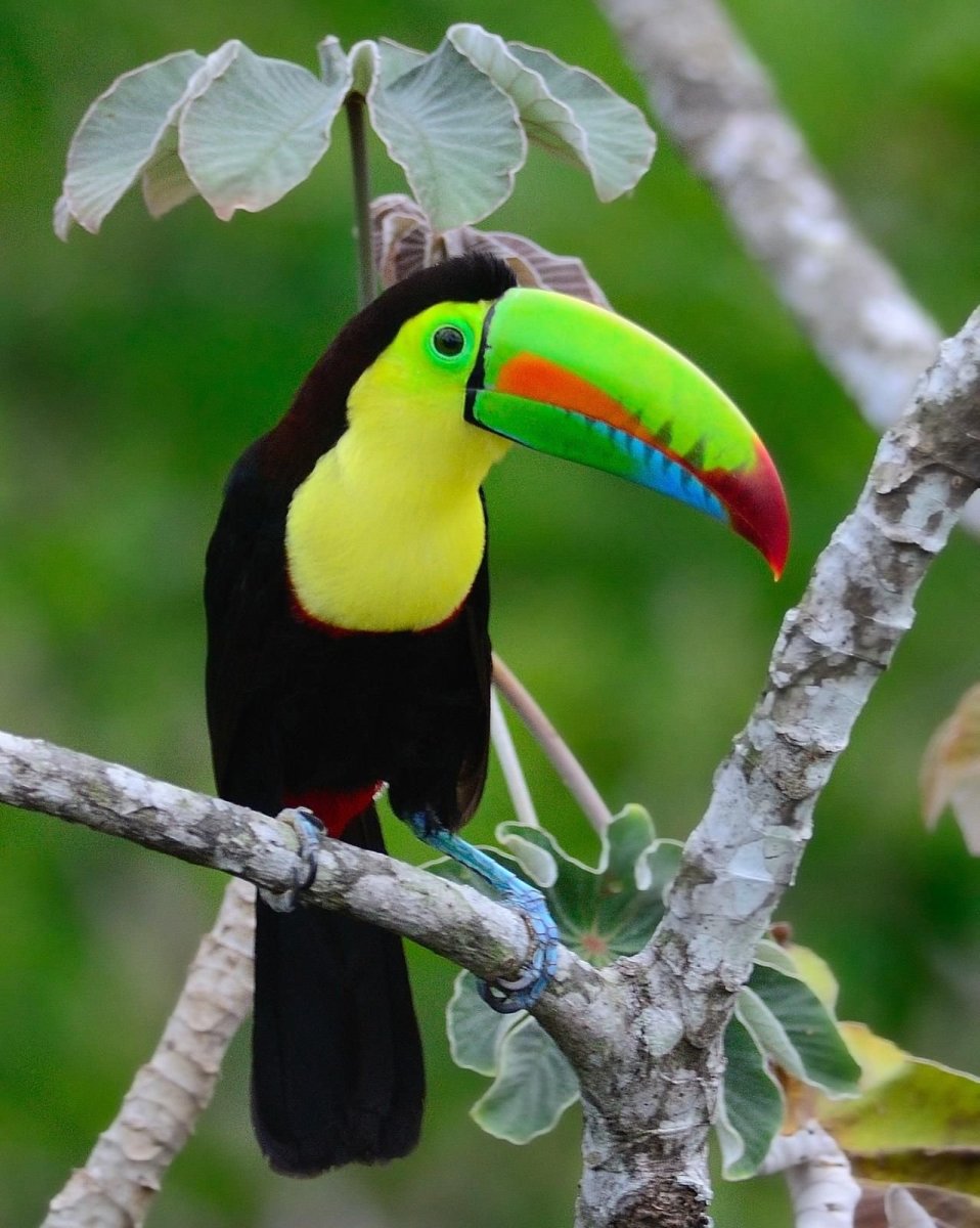 Ошейниковый арасари