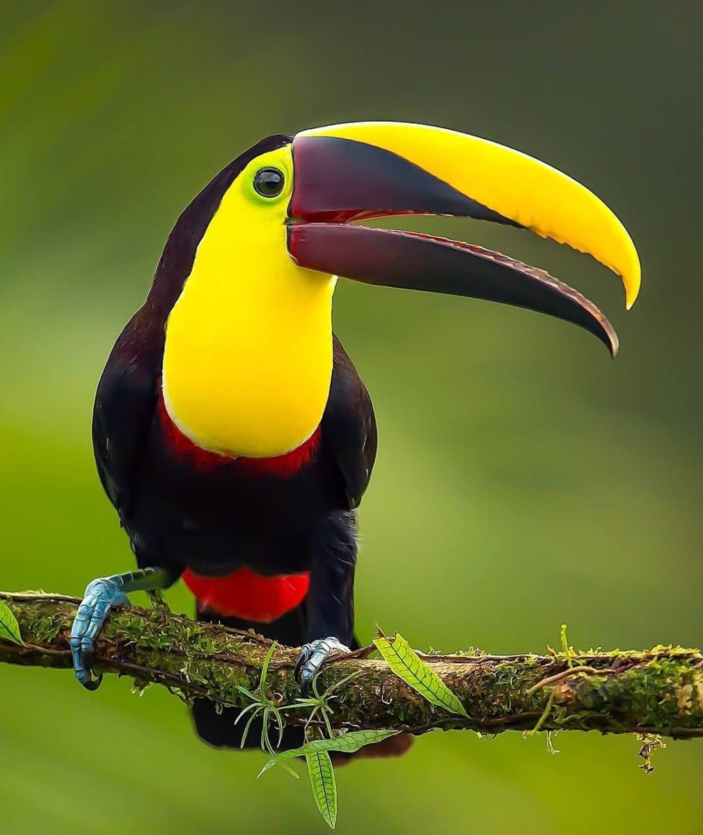 Тук тук птица и Тукан