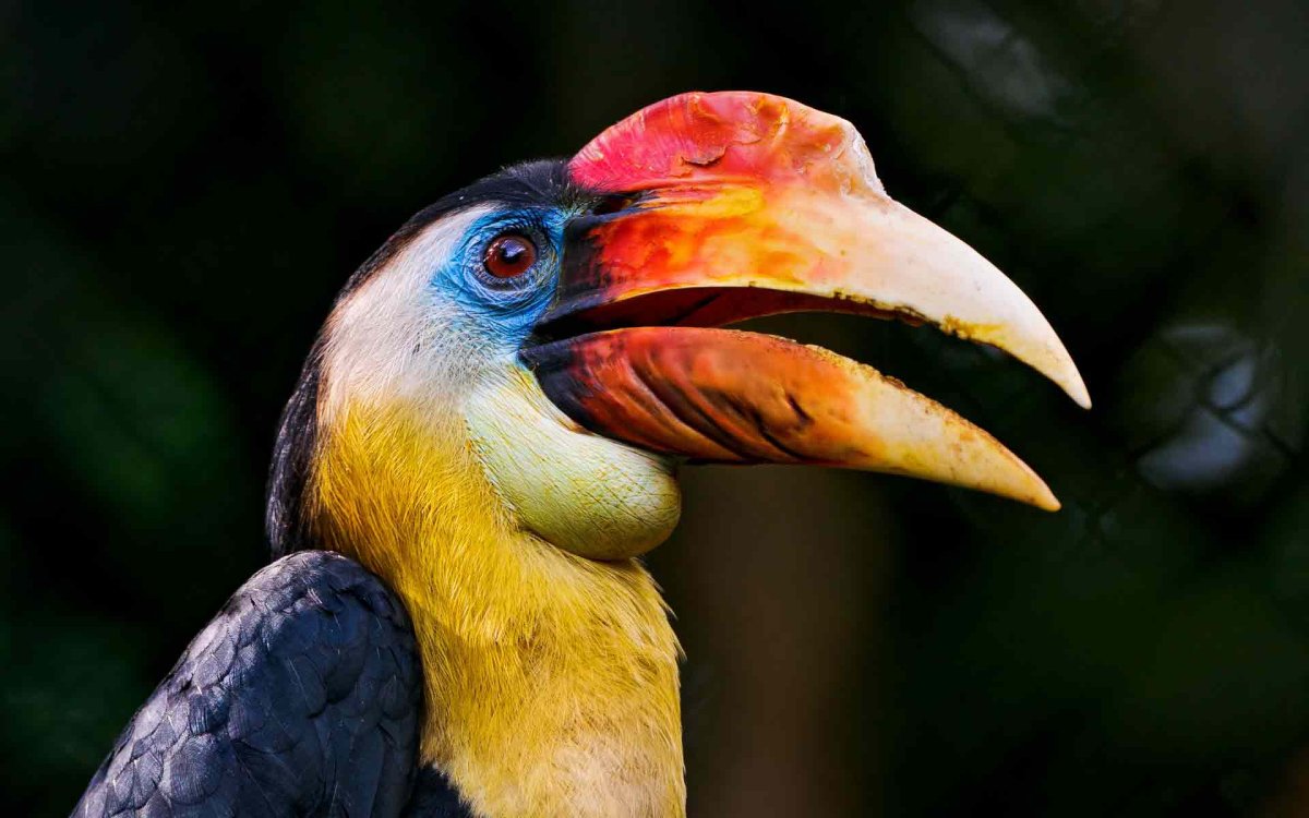 Морщинистый калао