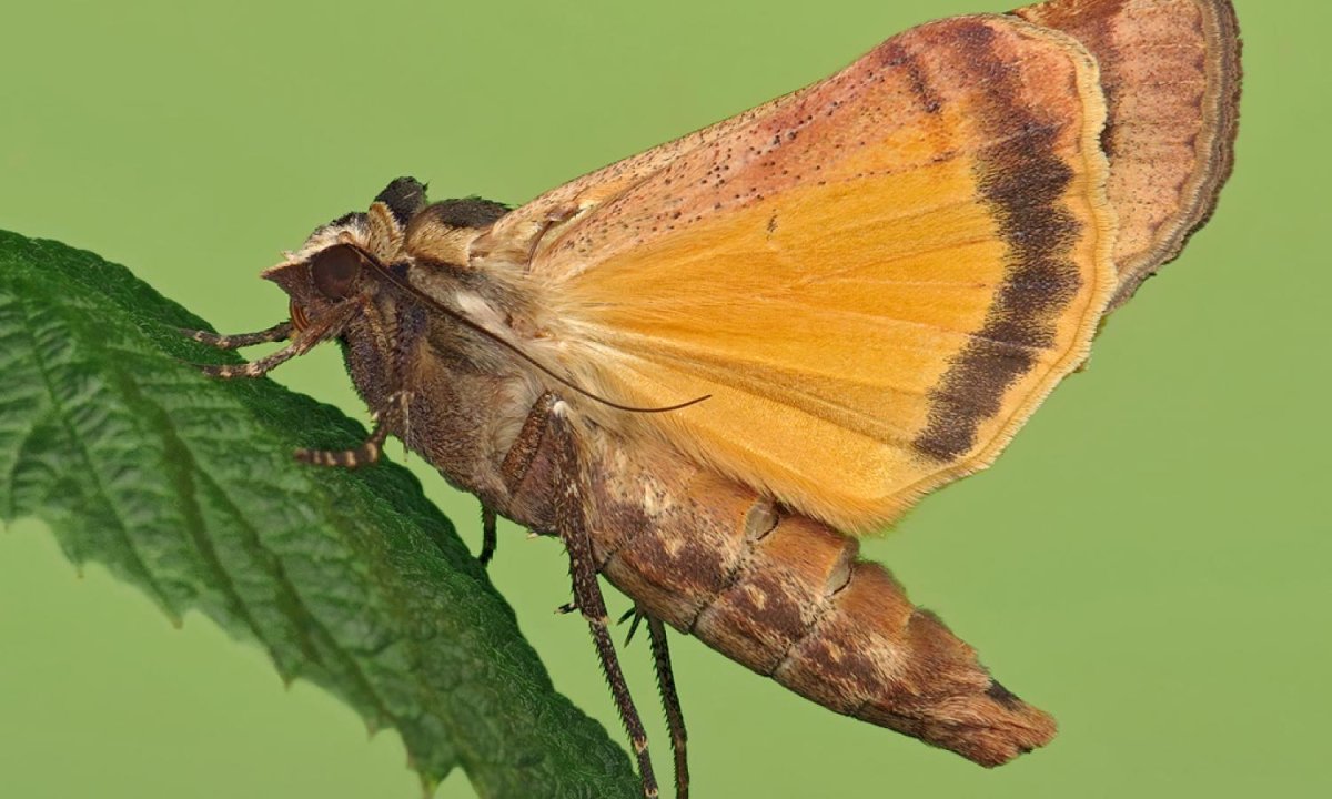 Гигантский мотылек на Урале