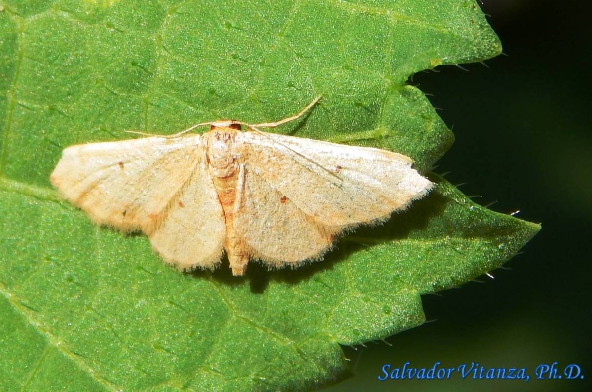 Lepidoptera Geometridae
