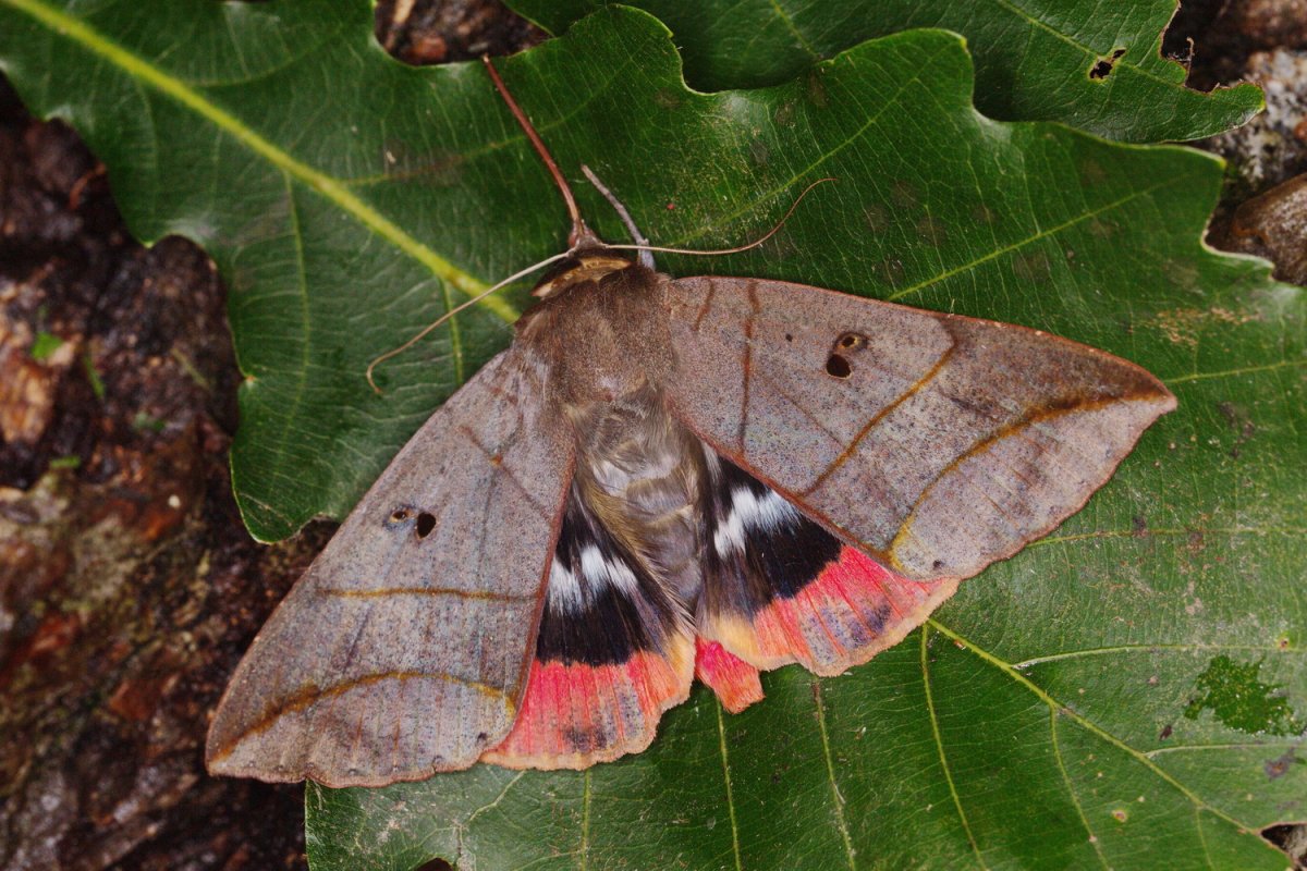 Пухокрылая совка