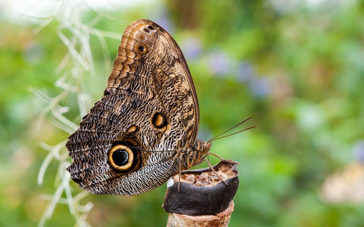 Гусеница бабочки Калиго