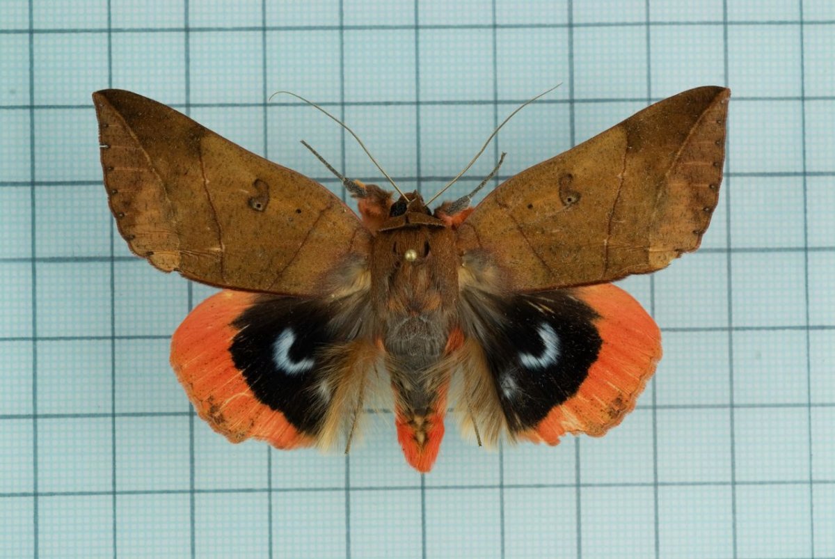 Пухокрылая совка Юнона