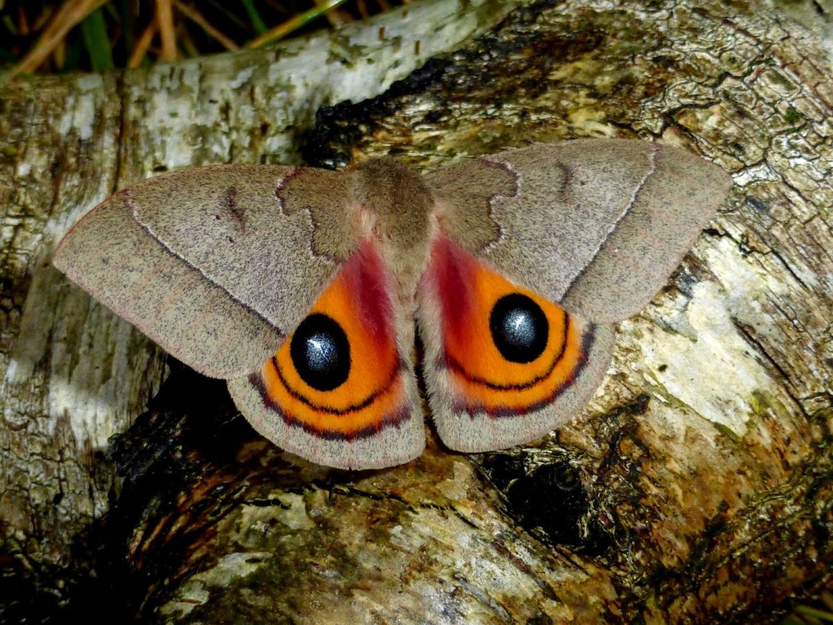 Глаза ночных бабочек сетка