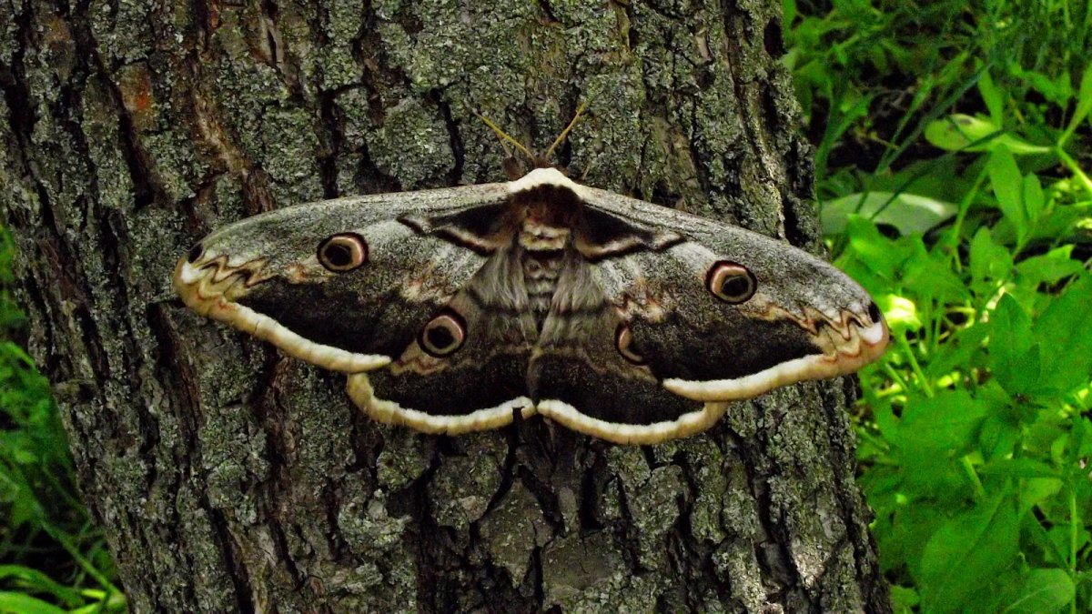 Ночные бабочки класс