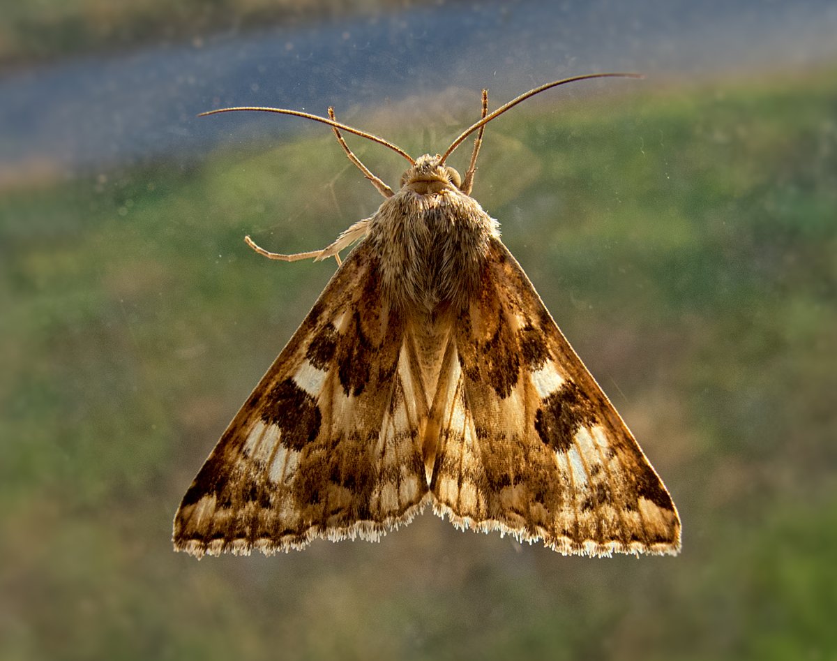 Моль Богонга