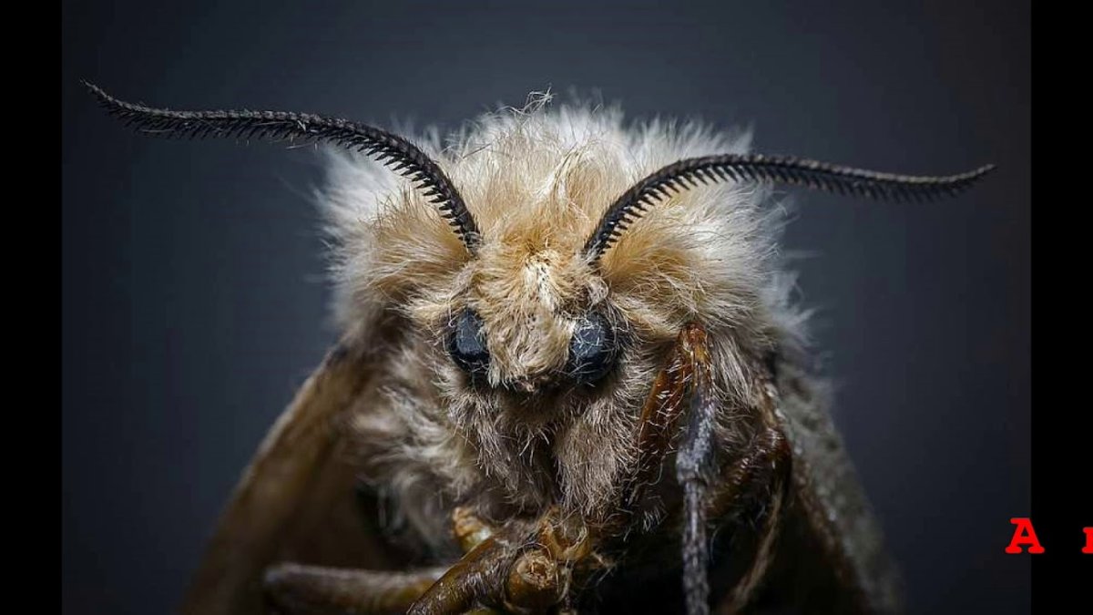 Страшный мотылек