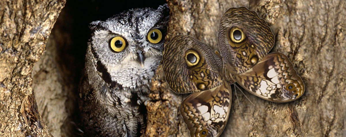 Бабочка Сова Мимикрия