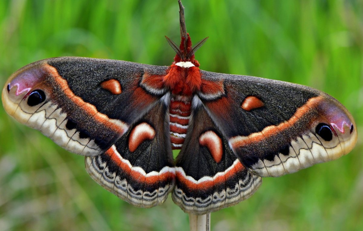 Брюшко бабочки