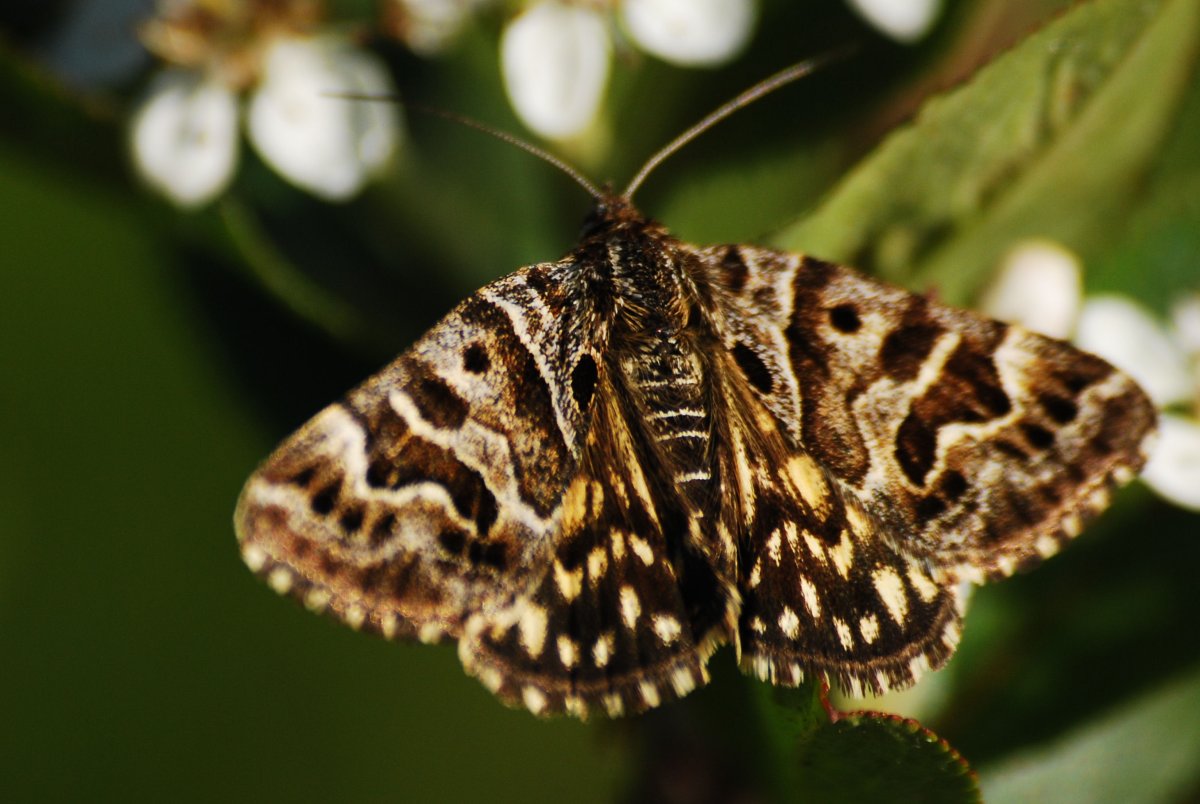 Совка Клеверная