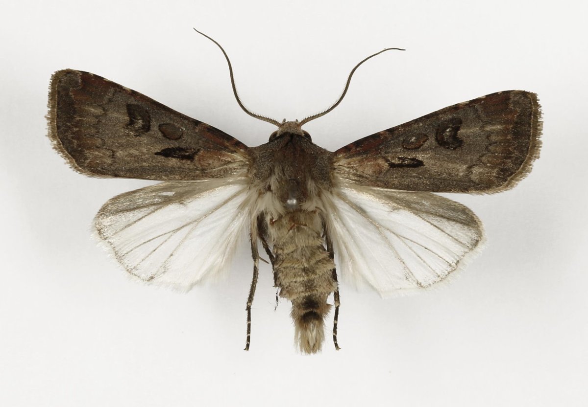 Восклицательная совка (Agrotis exclamationis l)