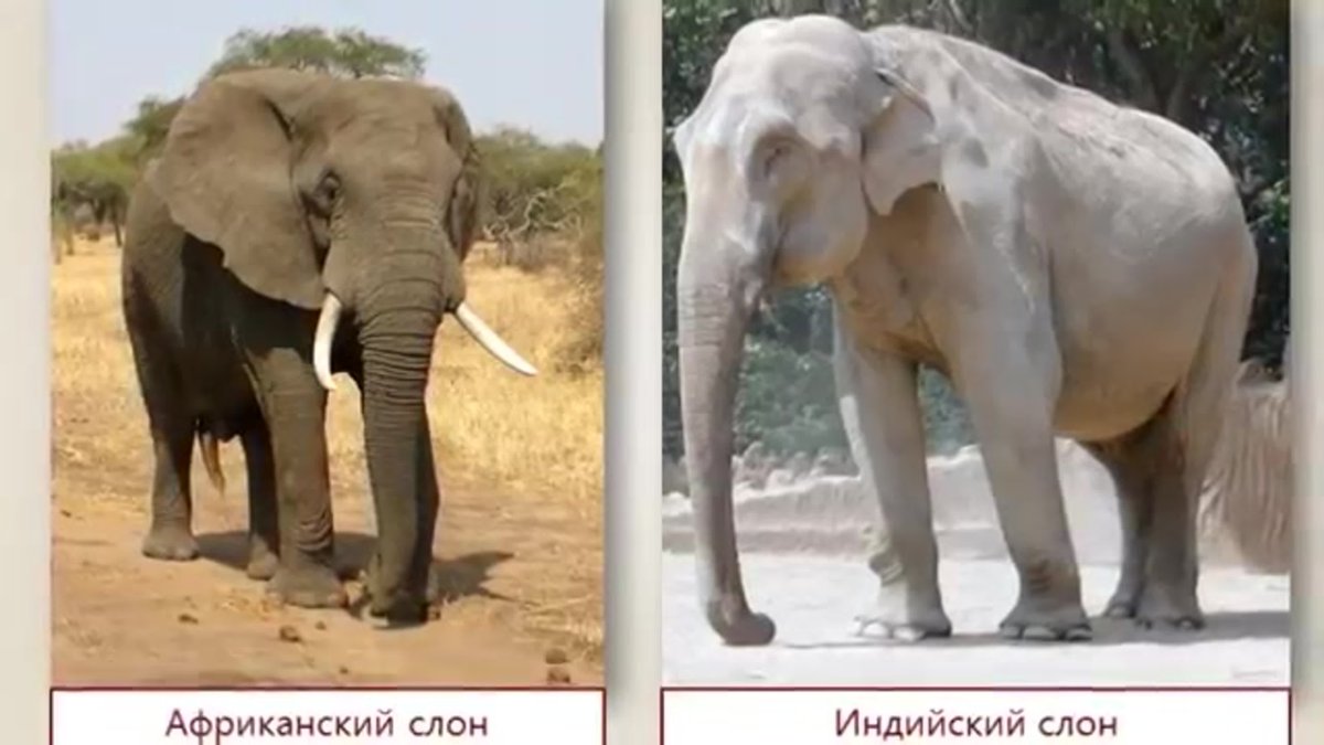 Африканский слон и индийский слон