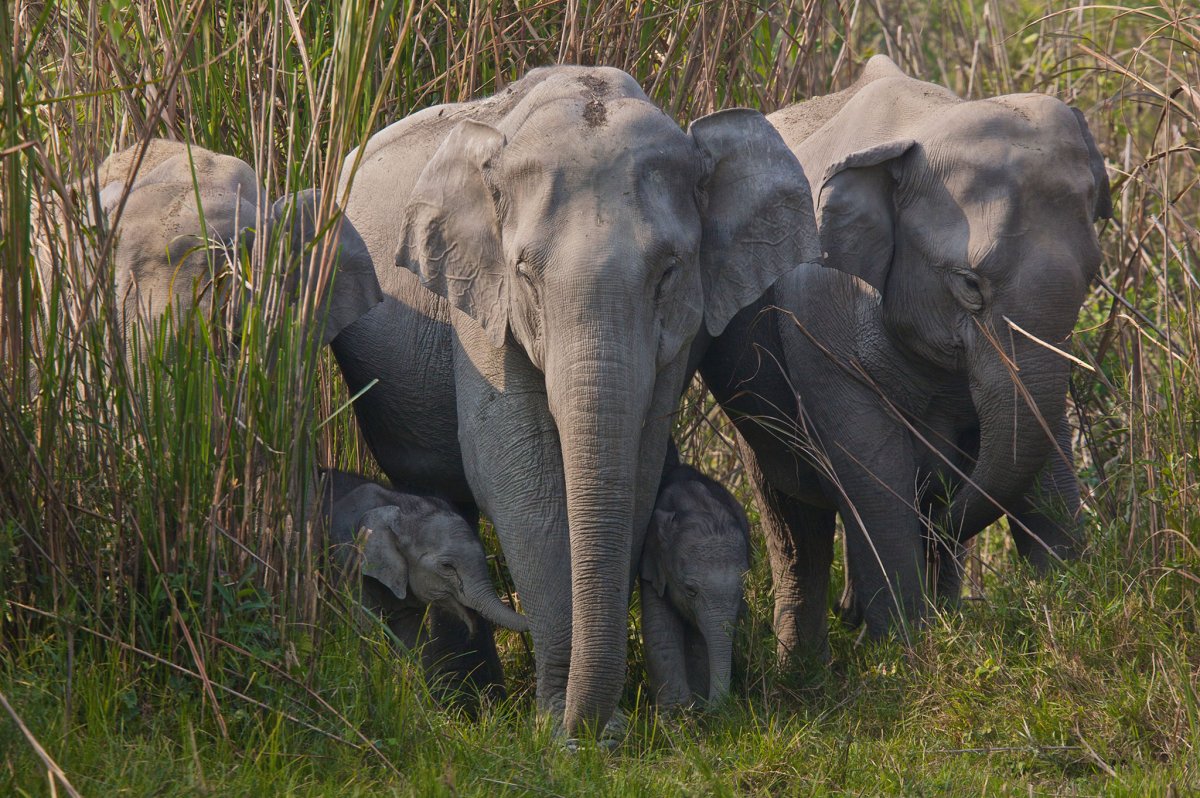 Африканский слон