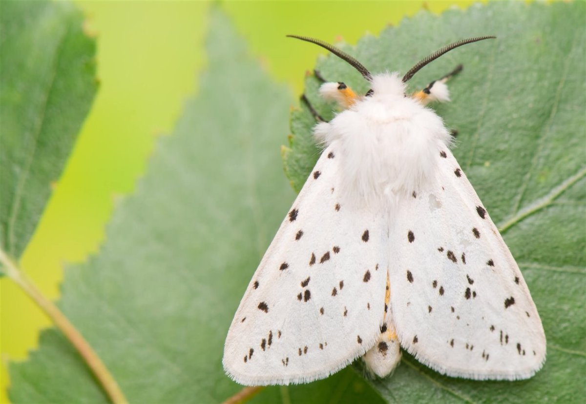 Spilosoma lubricipeda бабочка
