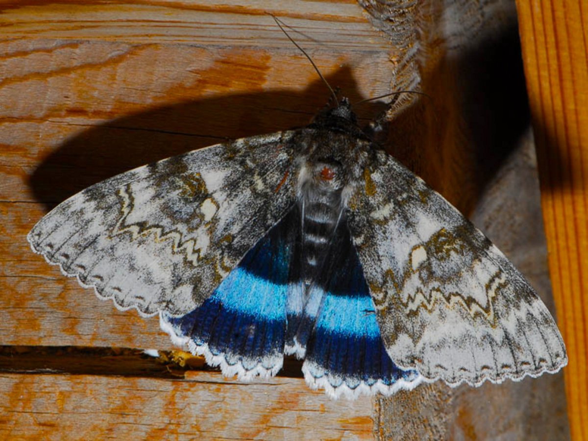 Голубая Ленточница (Catocala fraxini)