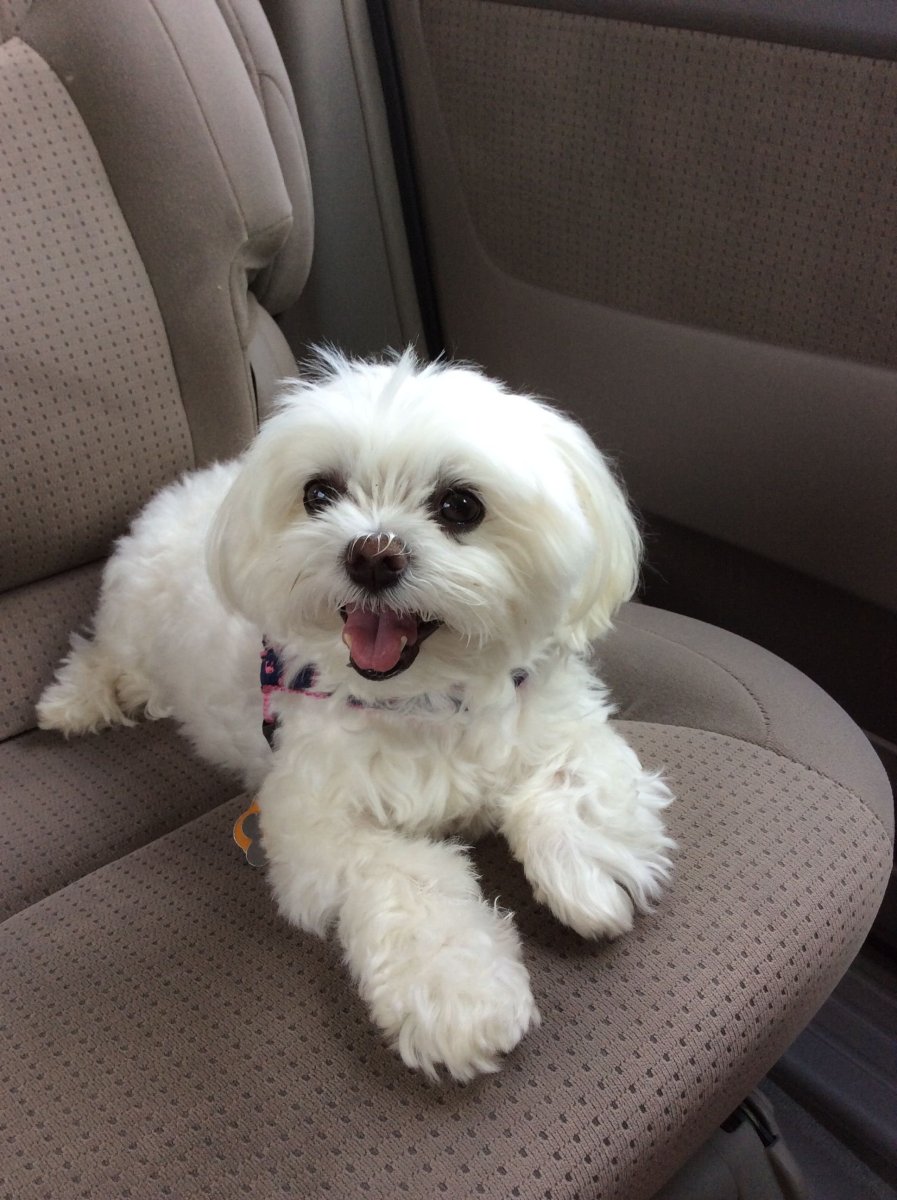 Мальтийская болонка