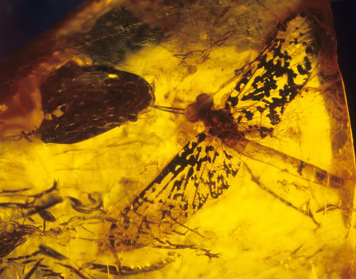 Янтарь с инклюзами бабочка