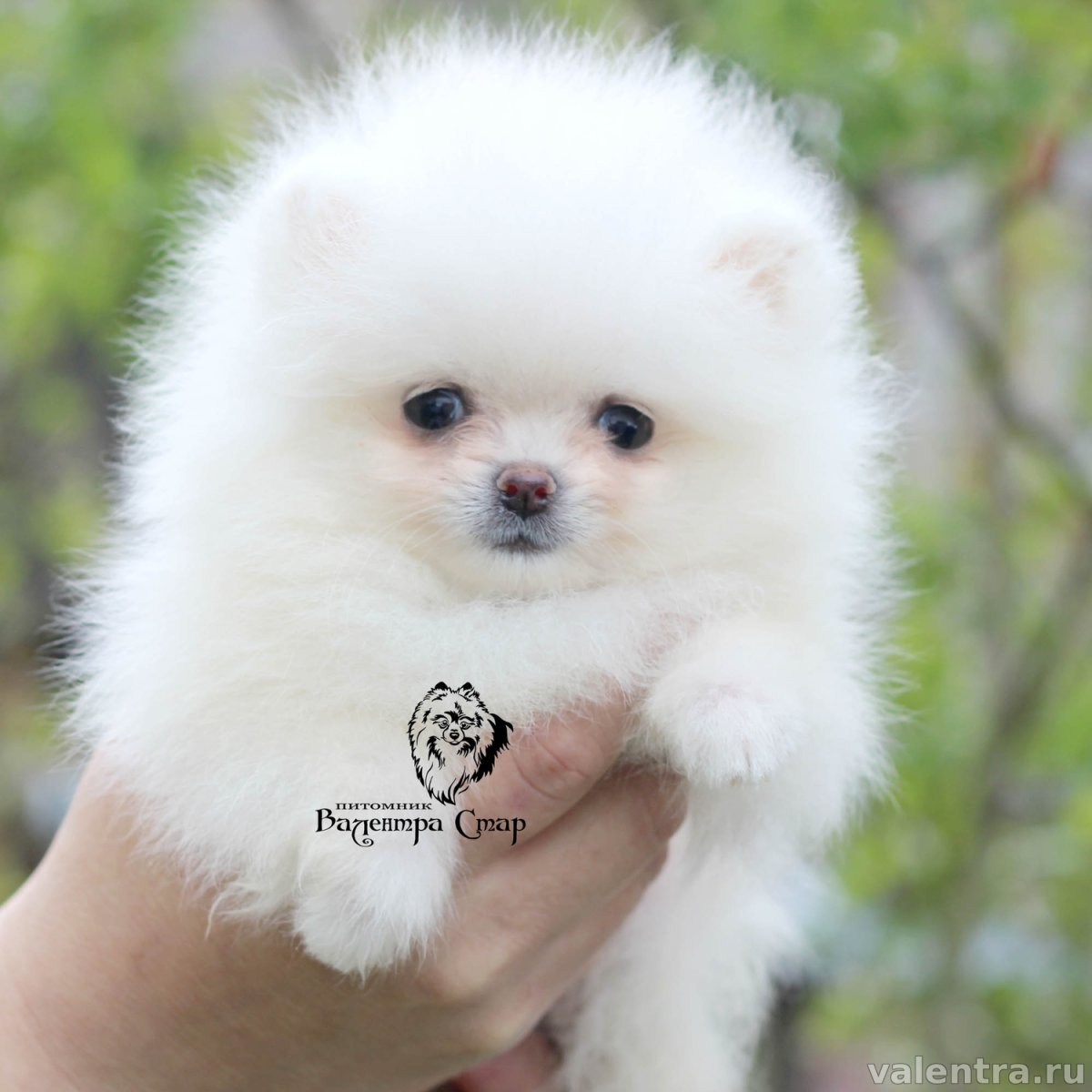 Валентра Стар Тиффани Монтана шпиц