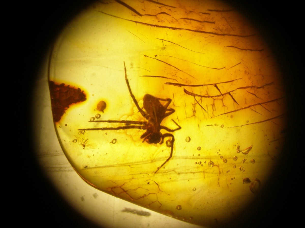 Янтарь инклюз древние насекомые