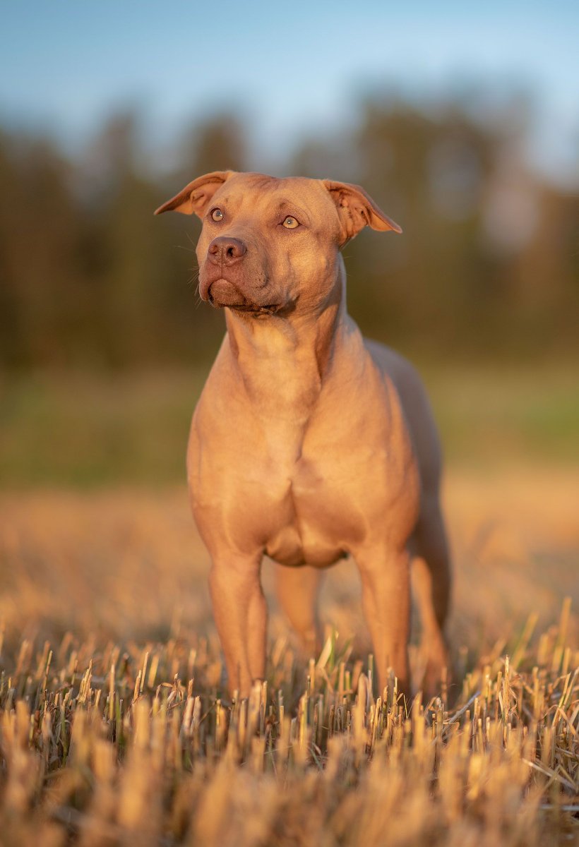 Корги Лапкинс