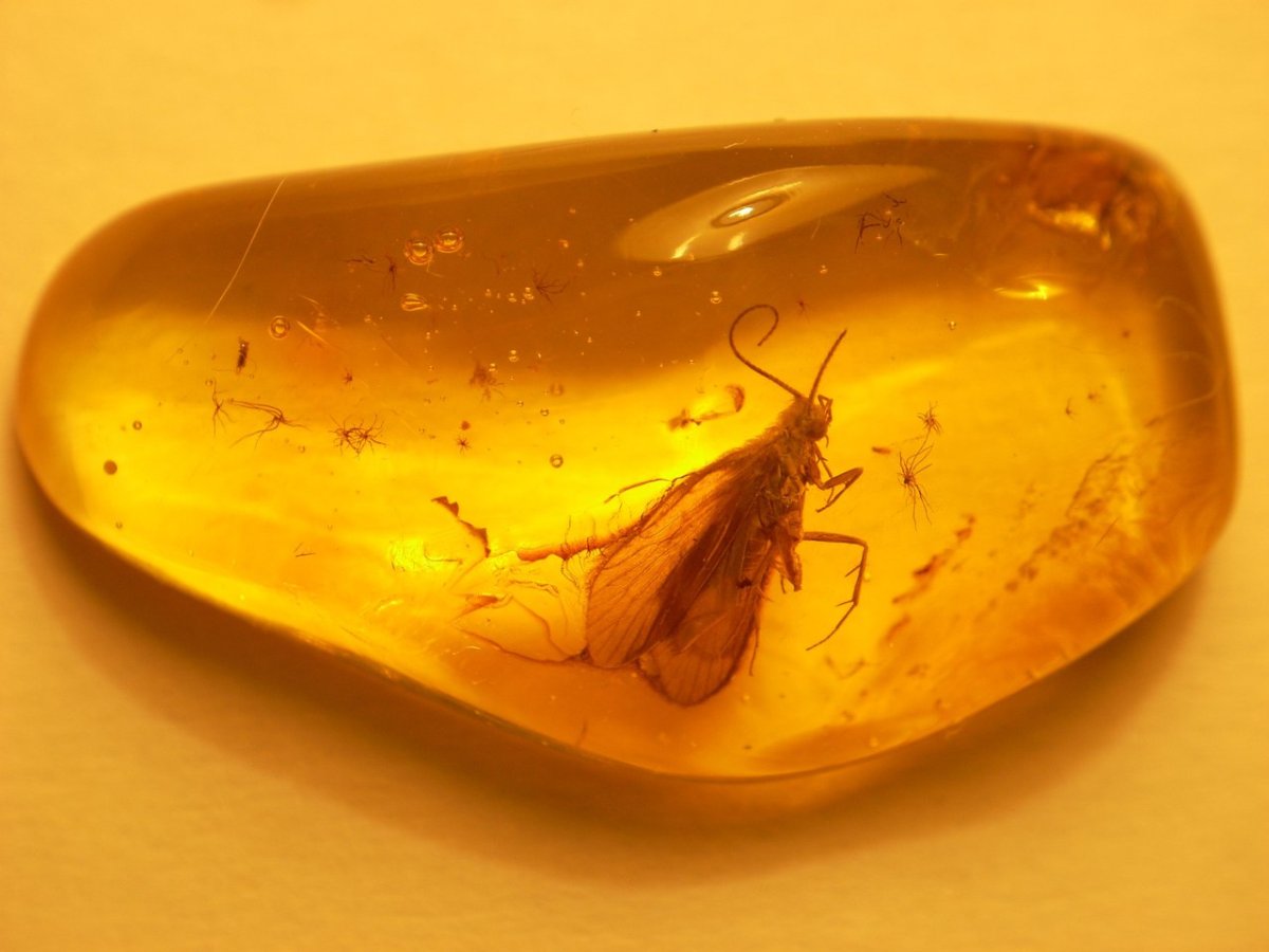 Янтарь с инклюзами растений