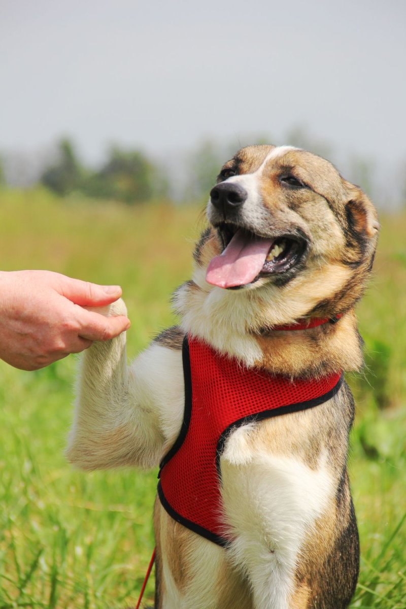 Малибу щенки