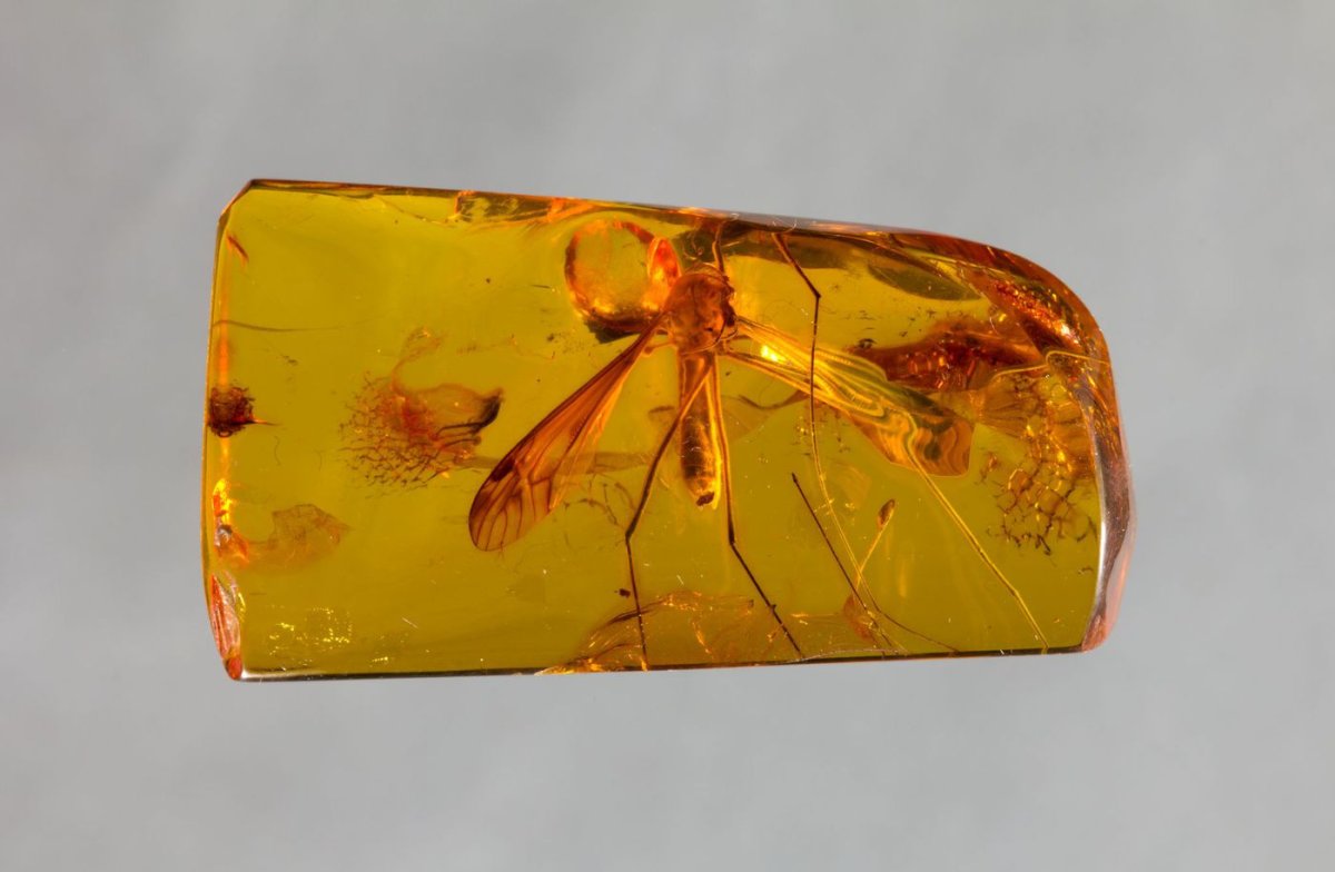 Древние насекомые в янтаре миллионов лет назад