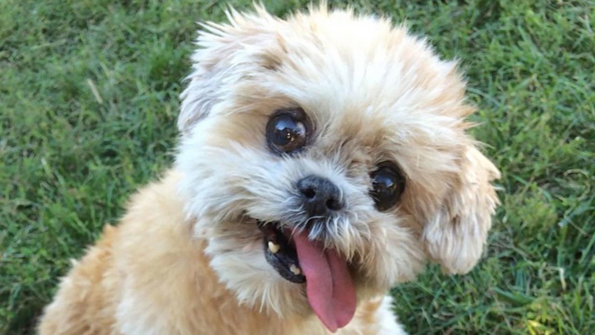 Самые маленькие породы собак которые не растут