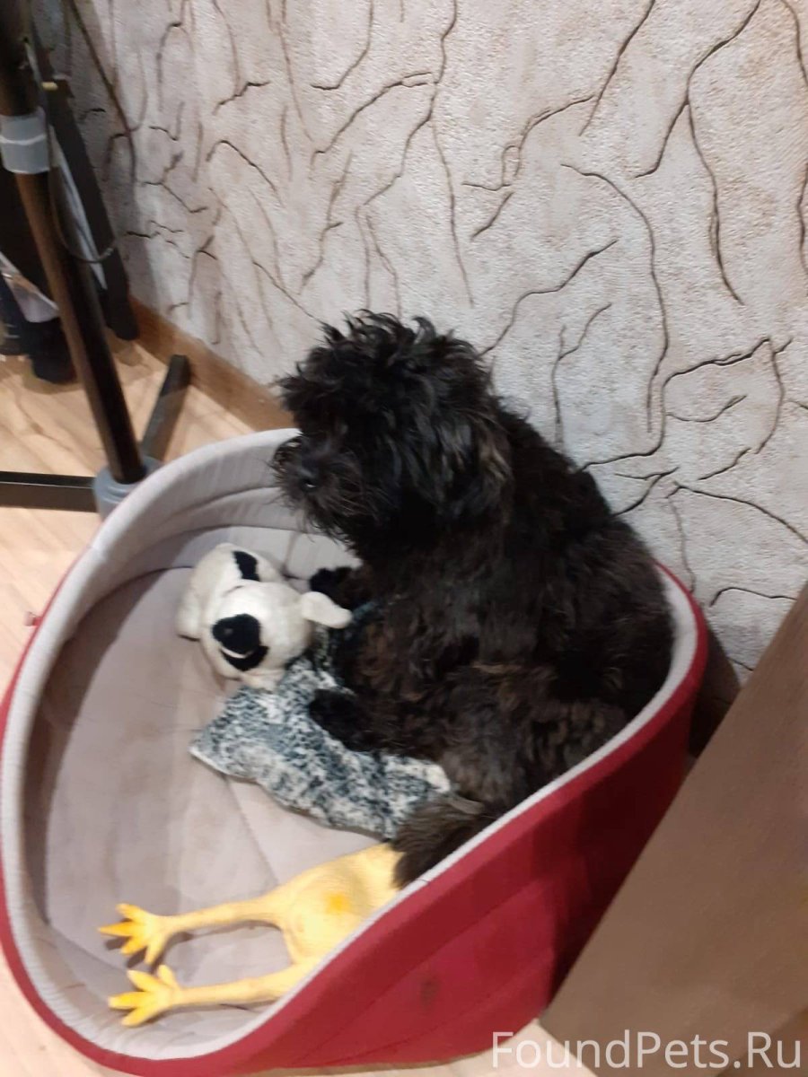 Мальтийская болонка Малибу