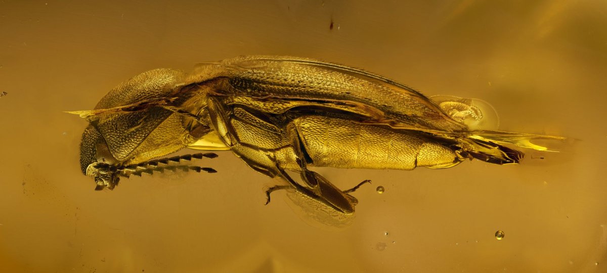 Комар в янтаре террария