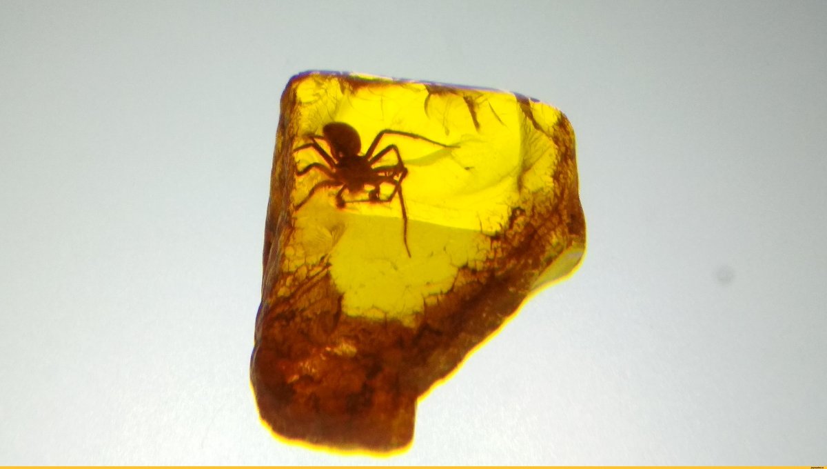 Странные вымершие насекомые