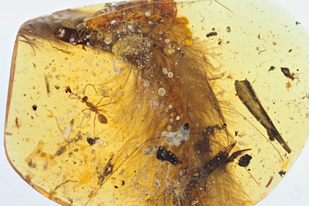 Насекомые в янтаре