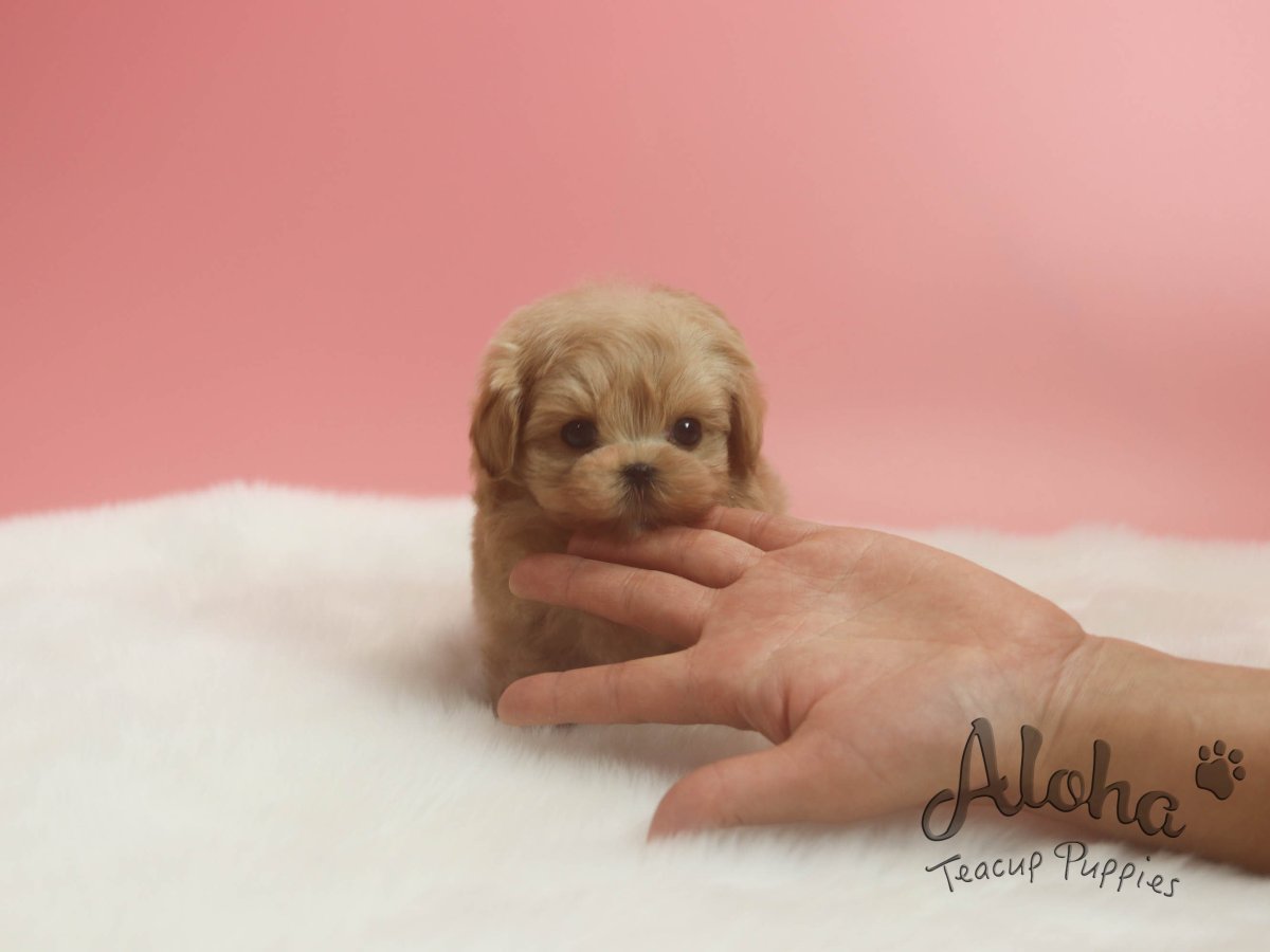 Малибу щенки