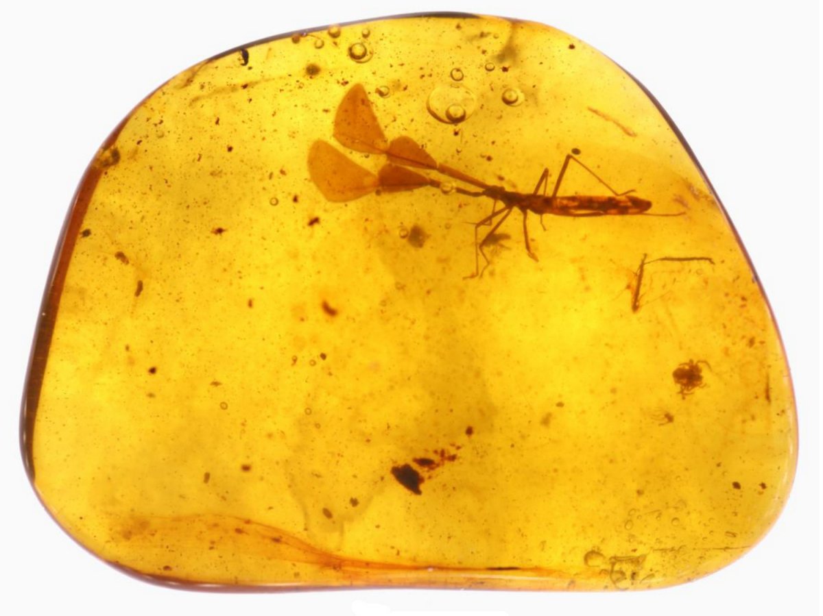 Жук в янтаре