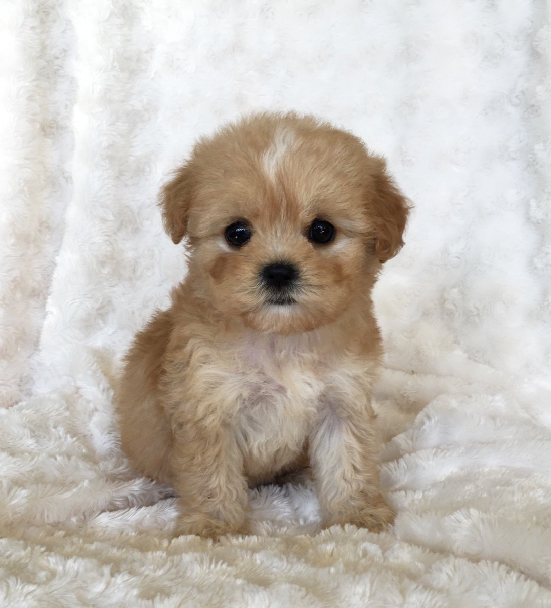 Малибу собака