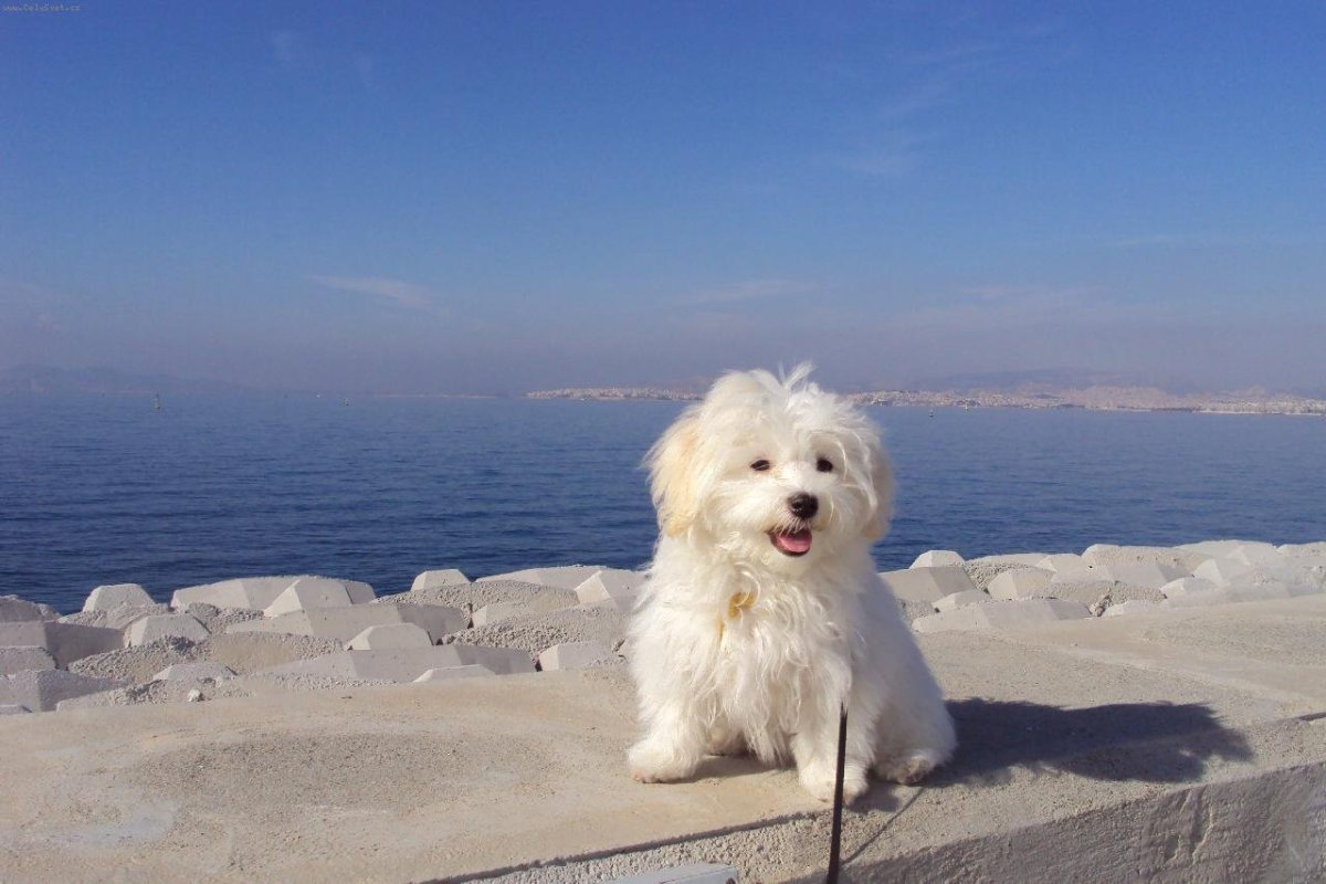 Померанский Пуппи