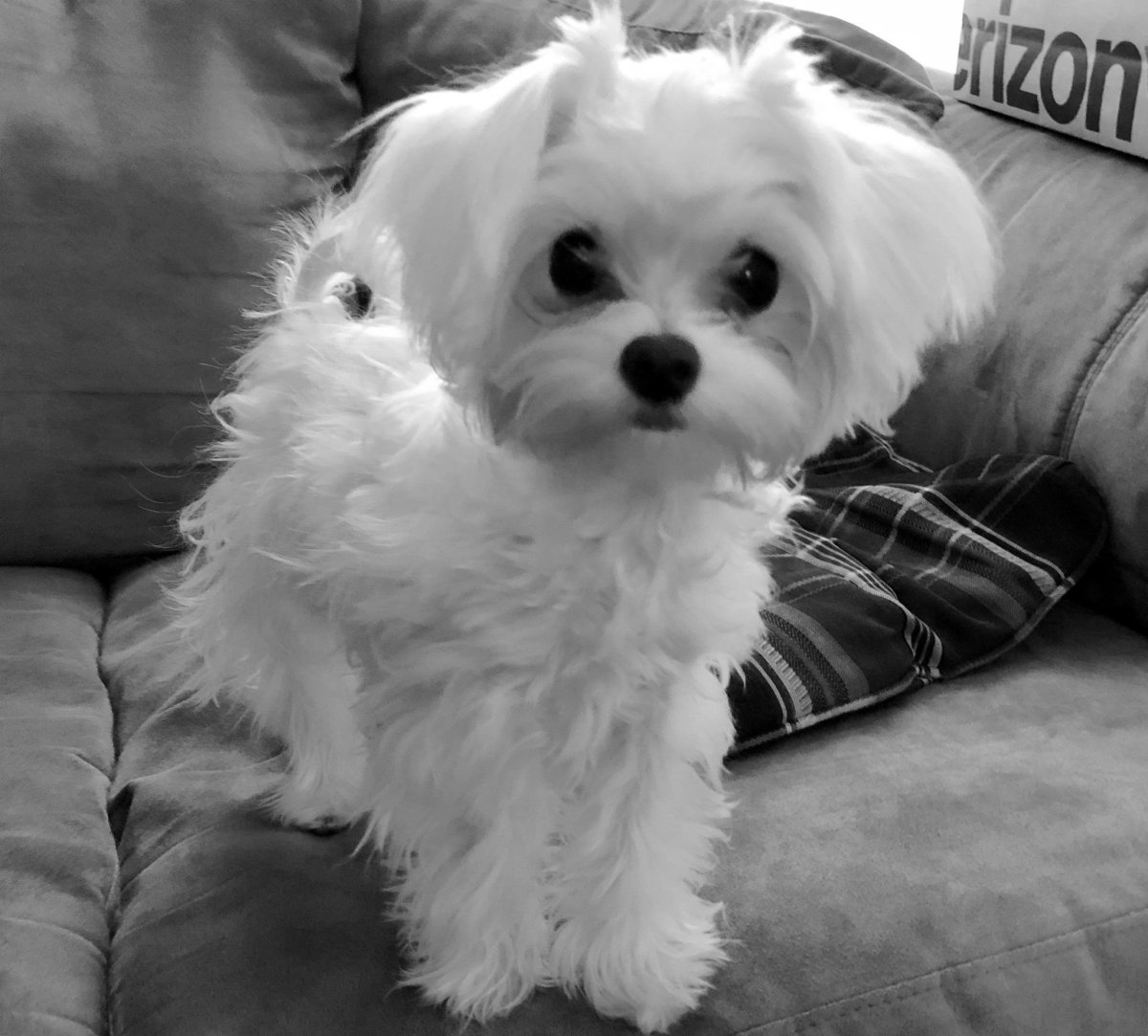 Карликовая Мальтийская болонка