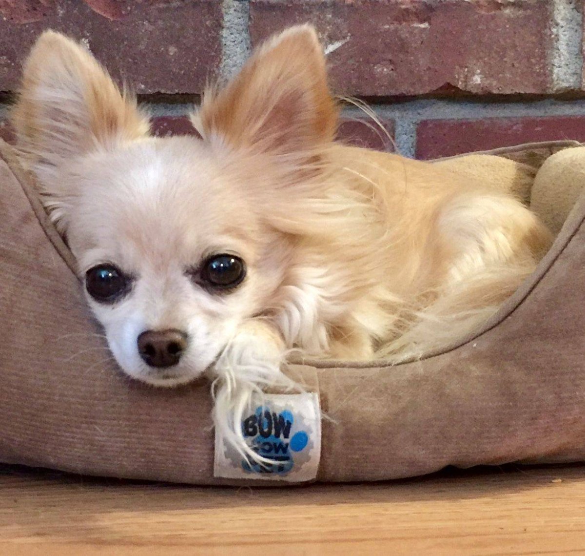 Бультерьер стандарт щенки