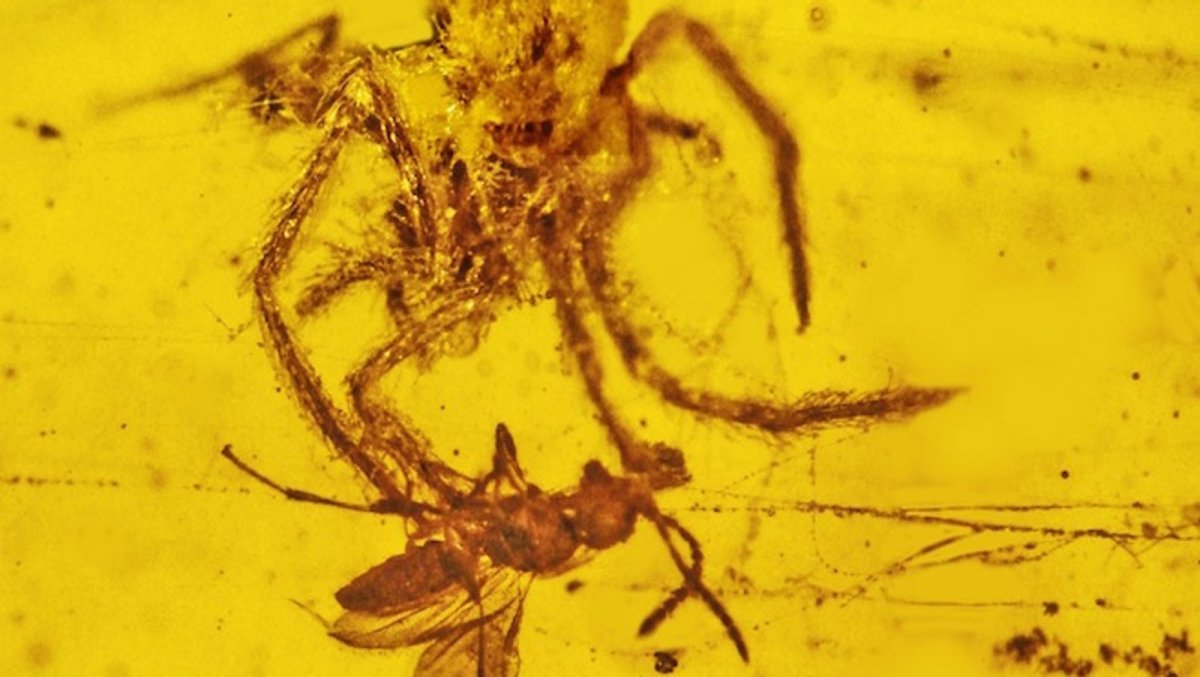 Жизнь муравьев