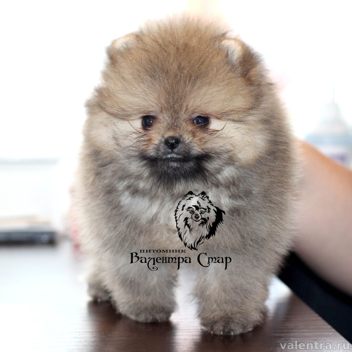 Заводчики Малибу собак