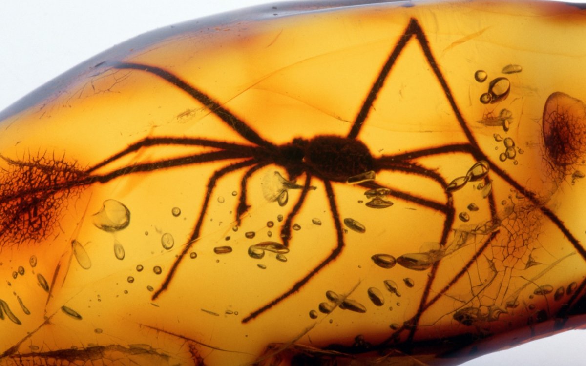 Инклюзы насекомых в янтаре