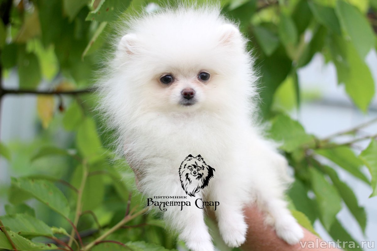 Малибу порода