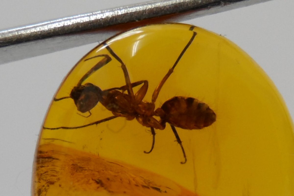 Шишка в Балтийском янтаре