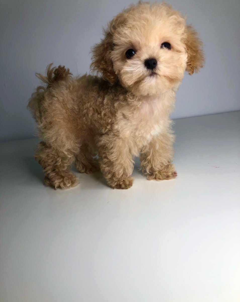 Корги пемброк