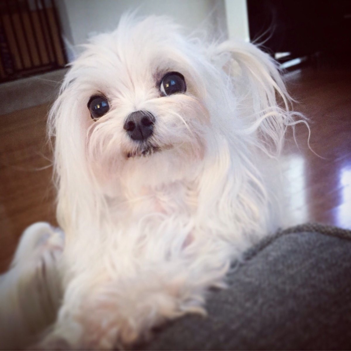 Порода собак Бишон Йорк