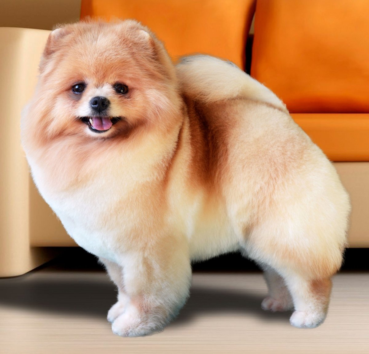 Шпиц карликовый белый